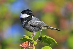 Coal Tit